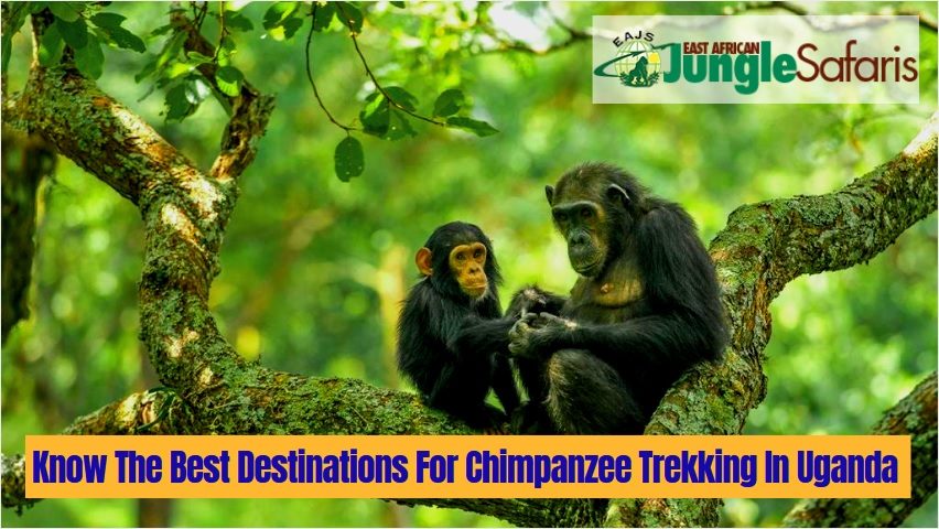 Chimpanzee Trekking In Uganda