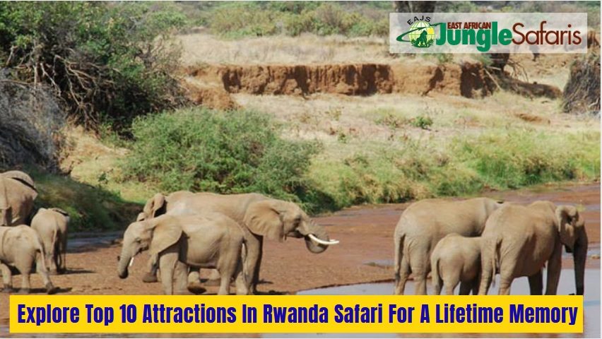 Rwanda Safari