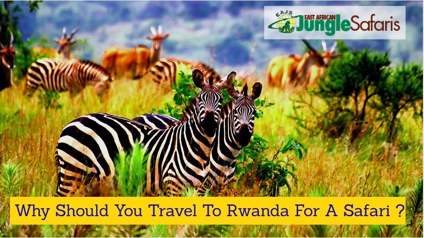 Rwanda Safaris