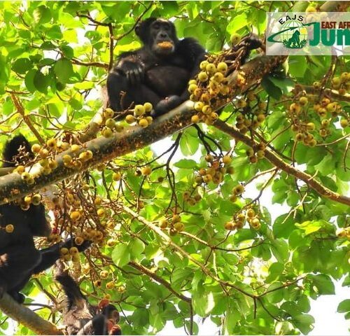 Chimpanzee Trekking In Uganda Chimpanzee Trekking In Uganda