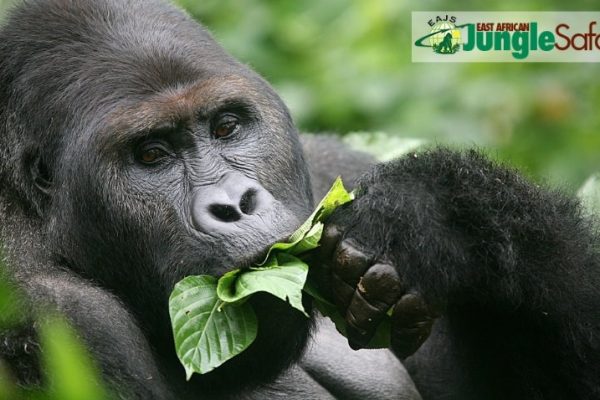 East African Jungle Safaris