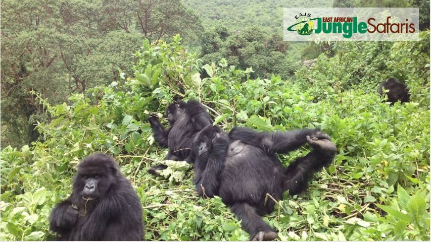 How Difficult Is Gorilla Trekking in Rwanda?