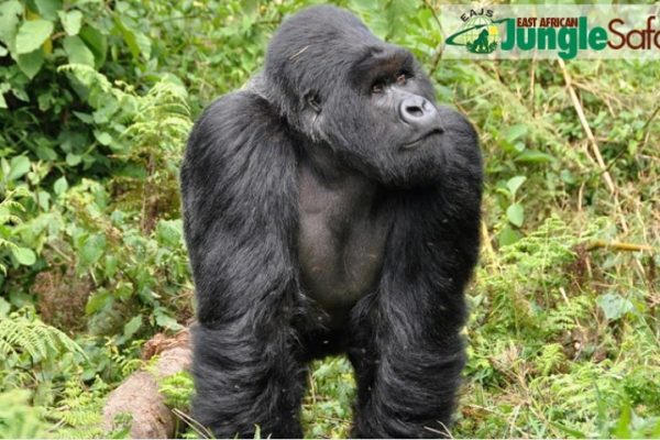 Uganda Photographic Safari