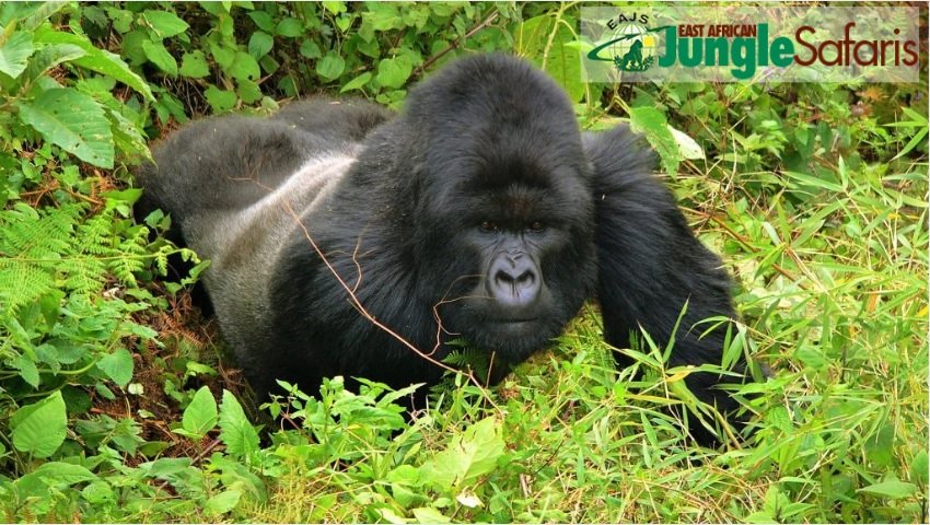 When Should I Go Gorilla Trekking in Rwanda