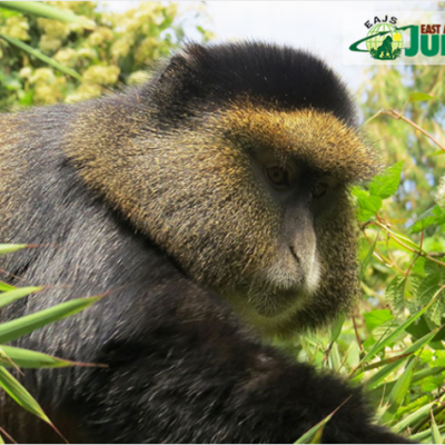 How Does It Differ From Gorilla Trekking?