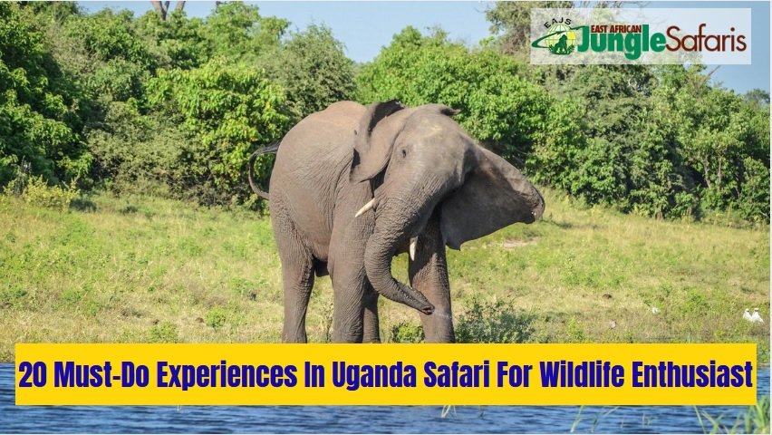 Uganda Safari