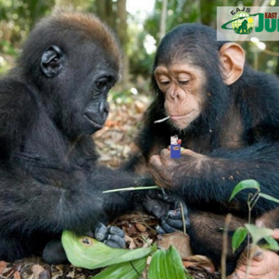 How Much Does It Cost To Trek Chimps In Kibale