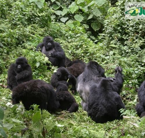 How Many Days for Gorilla Trekking in Rwanda?