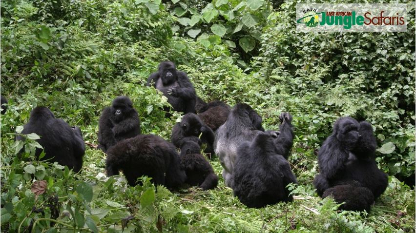 How Many Days for Gorilla Trekking in Rwanda?