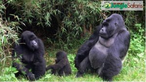 11 Days Kenya & Rwanda Safari