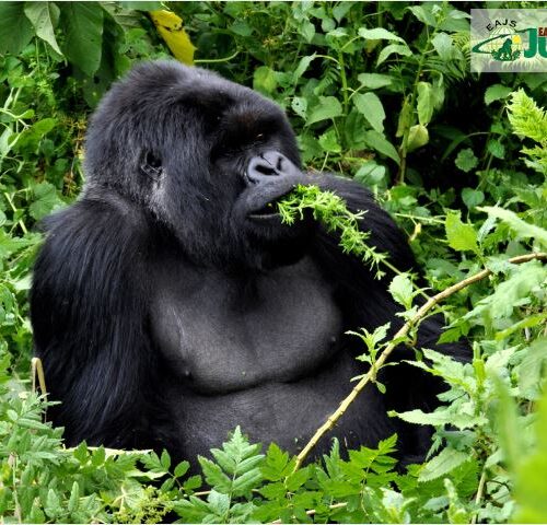 Gorilla Habituation Experience in Rushaga