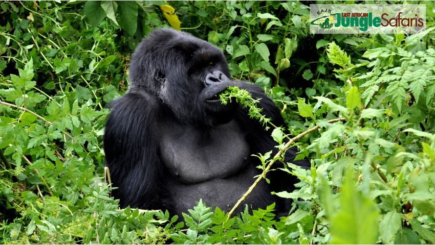 What Is the Cheapest Way to See Gorillas in Uganda?
