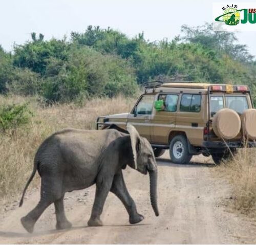 7 Days Kenya Wildlife Safari 7 Days Kenya Wildlife Safari