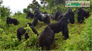 7 Days Rwanda and Serengeti Wildlife Safari