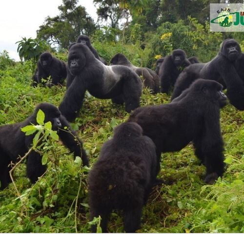 7 Days Rwanda and Serengeti Wildlife Safari