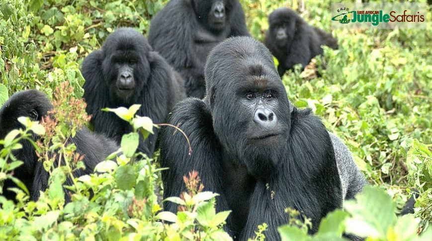 9 Days Uganda gorilla and Tanzania Safari