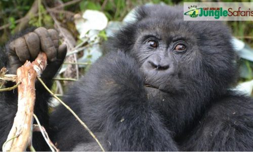 Is Uganda or Rwanda Better for Gorilla Trekking?