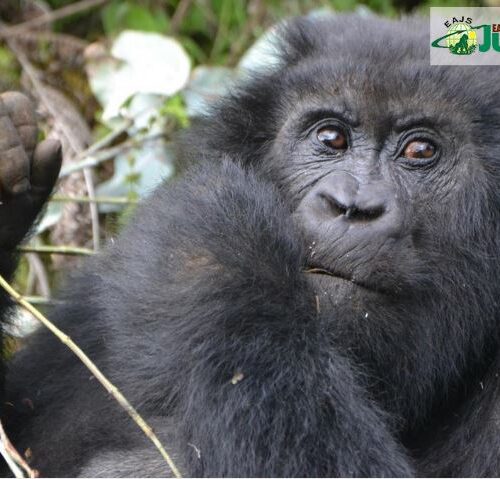Is Uganda or Rwanda Better for Gorilla Trekking? Is Uganda or Rwanda Better for Gorilla Trekking?