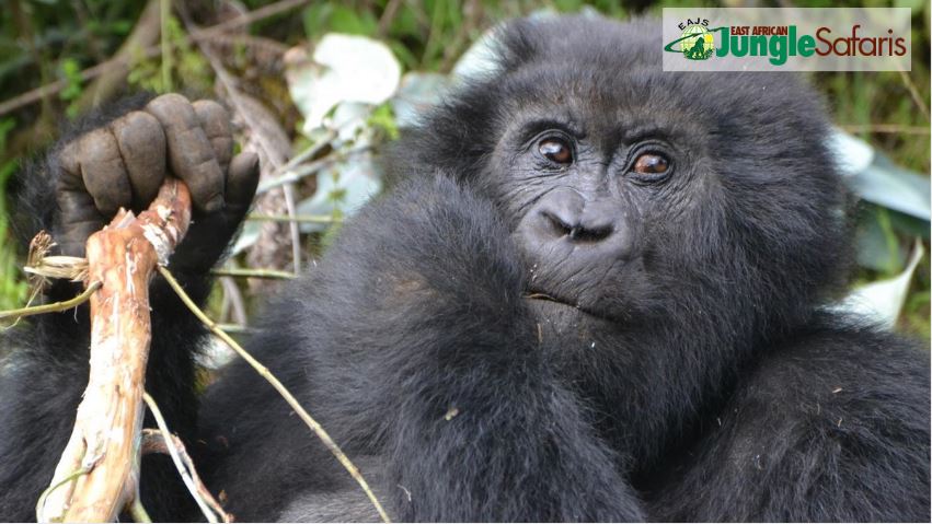 Is Uganda or Rwanda Better for Gorilla Trekking?