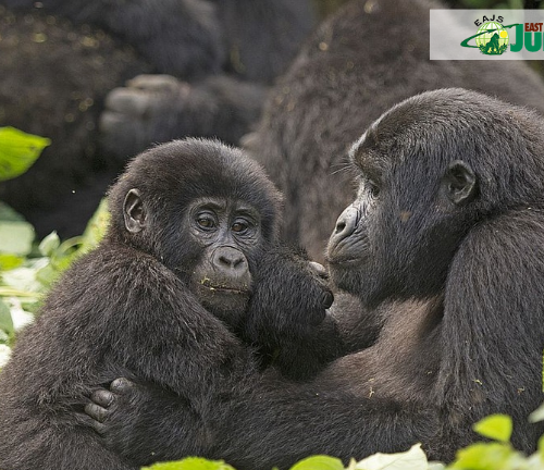 What Is the Minimum Age for Gorilla Trekking What Is the Minimum Age for Gorilla Trekking