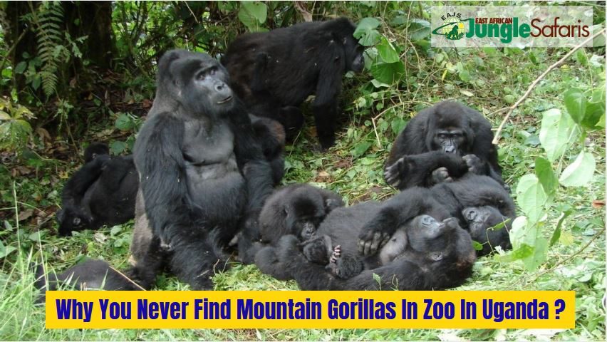 Primates In Uganda