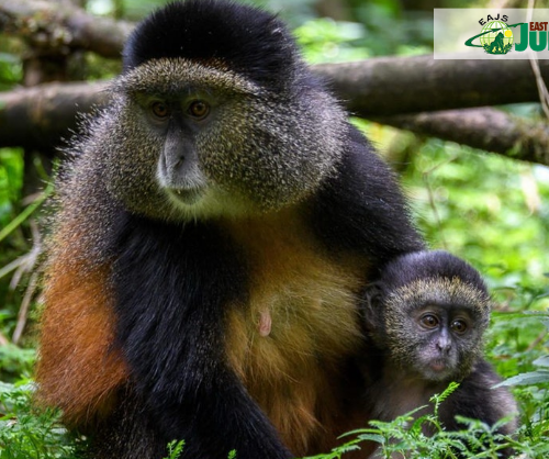 9 Days Best Kenya & Rwanda Safari 9 Days Best Kenya & Rwanda Safari