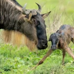 Serengeti Calving Season Safari Guide