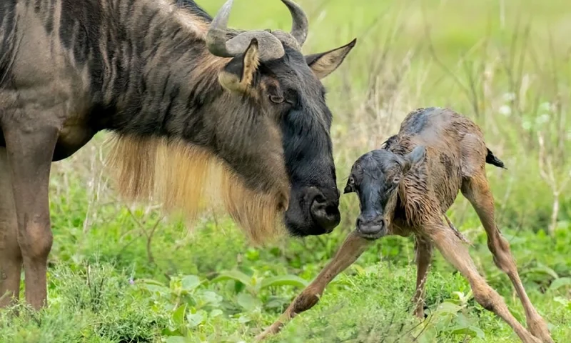 Serengeti Calving Season Safari Guide