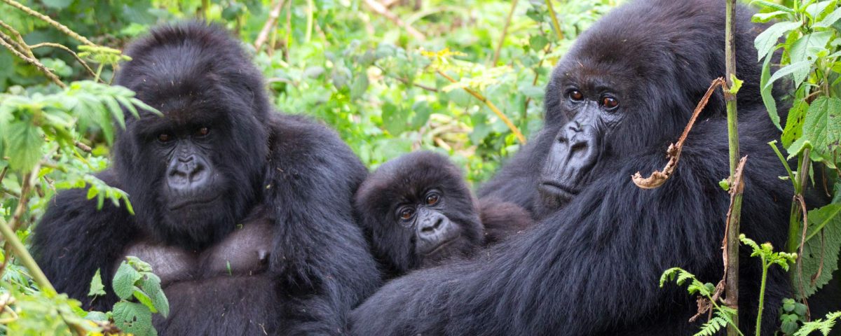 What Is the Safest Country for Gorilla Trekking?