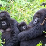 What Is the Safest Country for Gorilla Trekking?