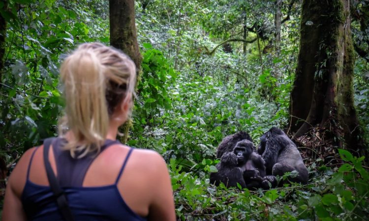 What Is the Cheapest Way to Go Gorilla Trekking?
