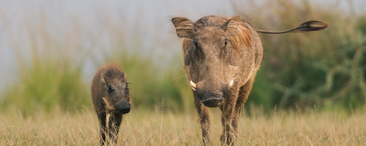 How Much Does It Cost to Go to East Africa Safari