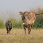 How Much Does It Cost to Go to East Africa Safari