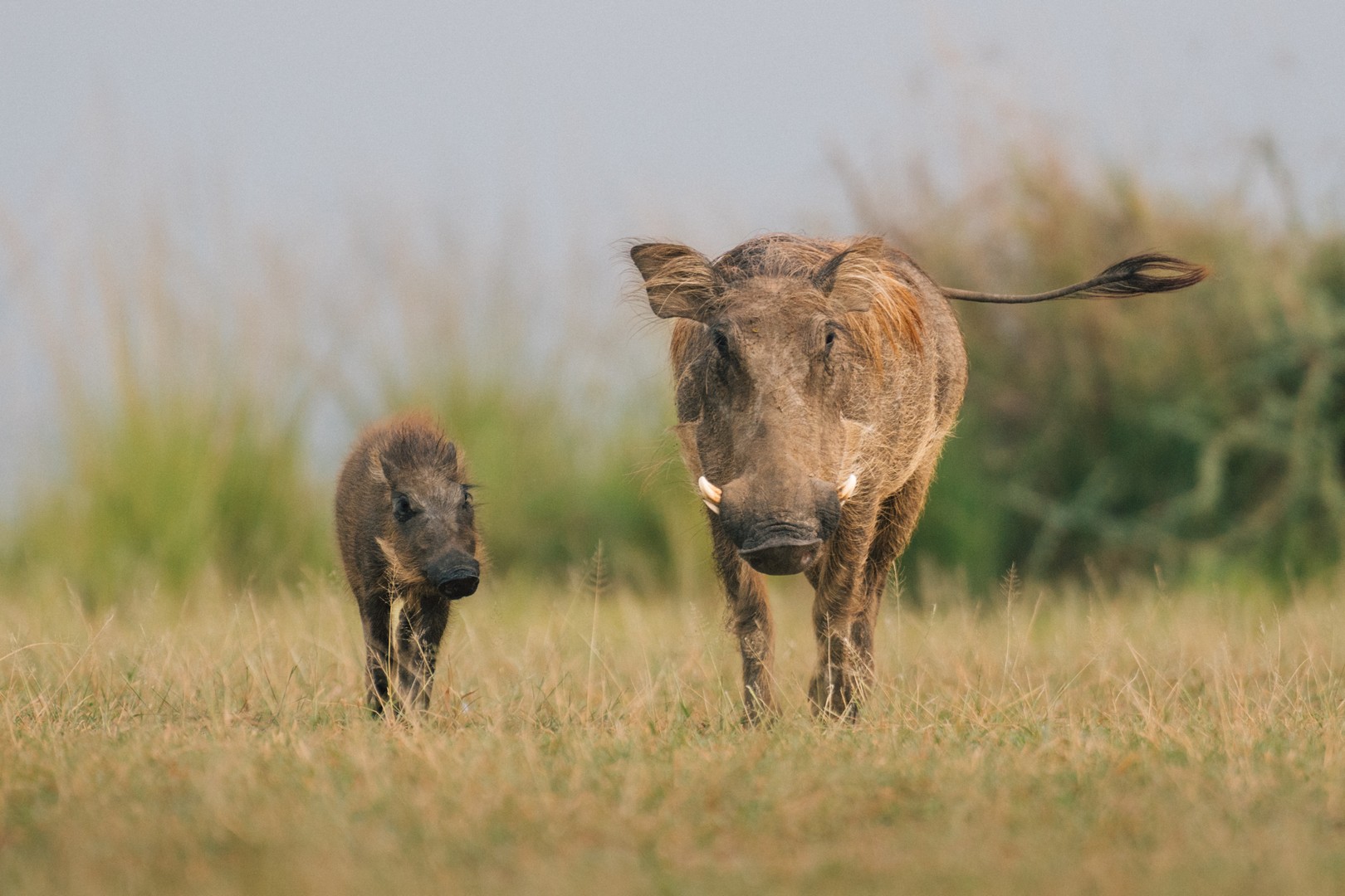 How Much Does It Cost to Go to East Africa Safari