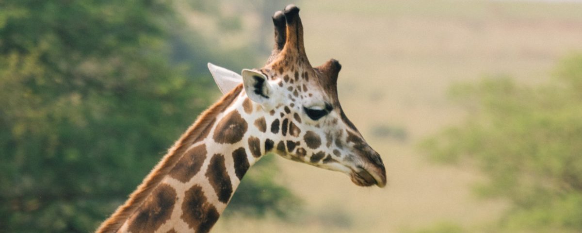 Which One Is the Largest Game Park in Uganda? 