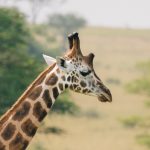 Which One Is the Largest Game Park in Uganda? 