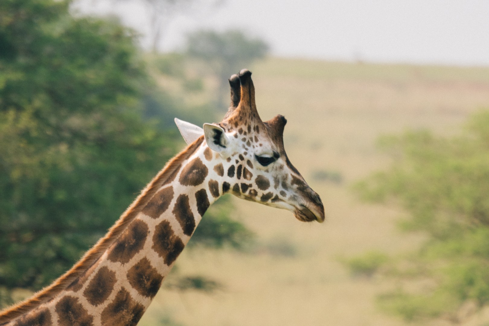 Which One Is the Largest Game Park in Uganda? 