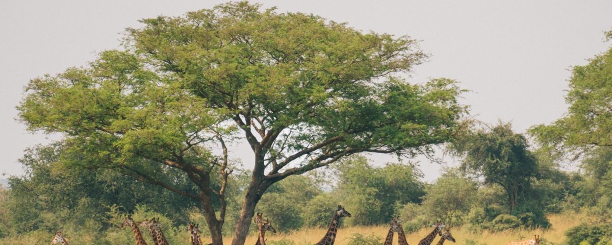 How Much Does a 7 Day Safari Cost?