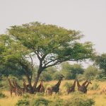 How Much Does a 7 Day Safari Cost?