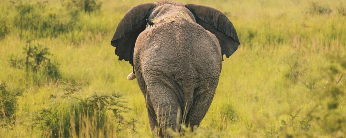 How Much Do Game Drives Cost?
