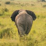 How Much Do Game Drives Cost?
