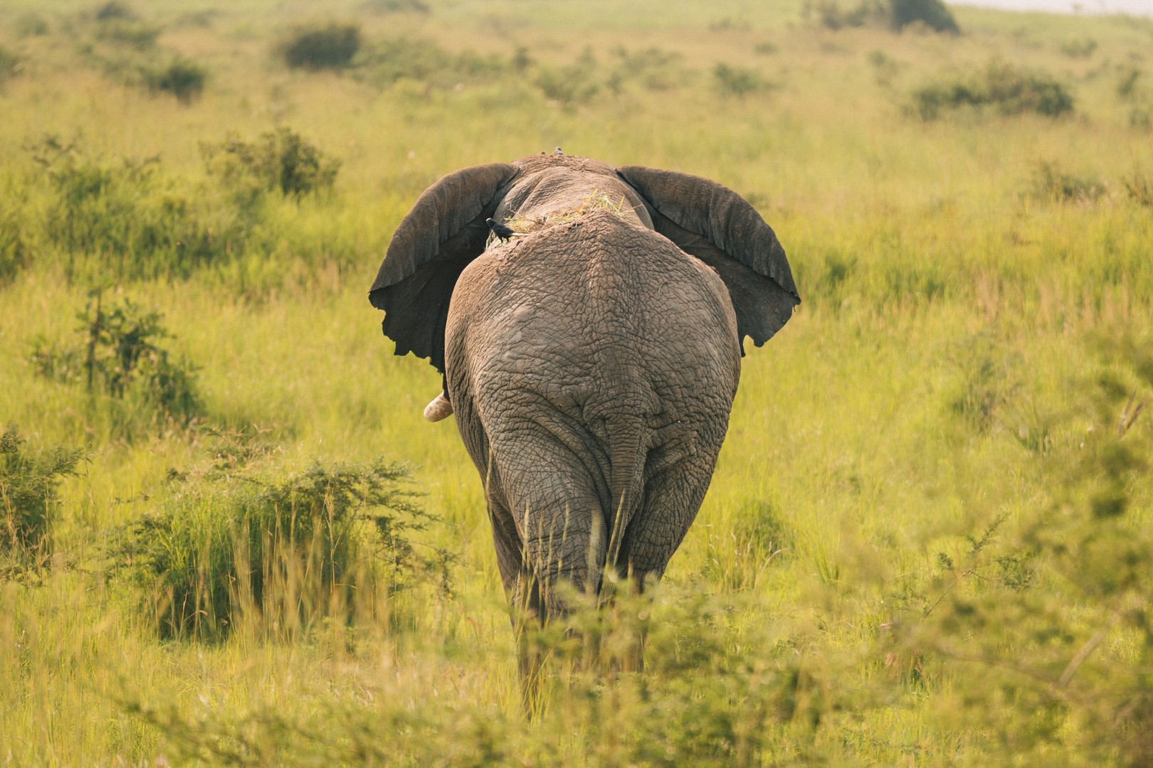 How Much Do Game Drives Cost?