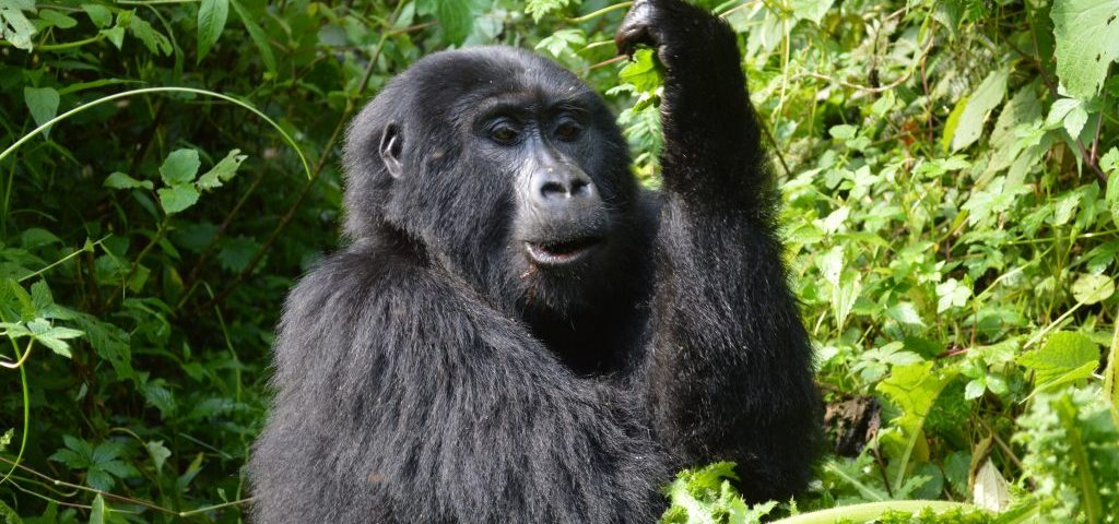 How Safe Is Gorilla Trekking in Rwanda
