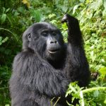 How Safe Is Gorilla Trekking in Rwanda