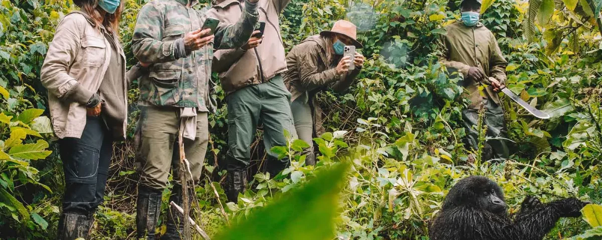 Is Rwanda Better Than Uganda for Gorilla Trekking?