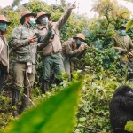 Is Rwanda Better Than Uganda for Gorilla Trekking?