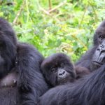 Pack Smart for Gorilla Trekking in Bwindi & Volcanoes National Park