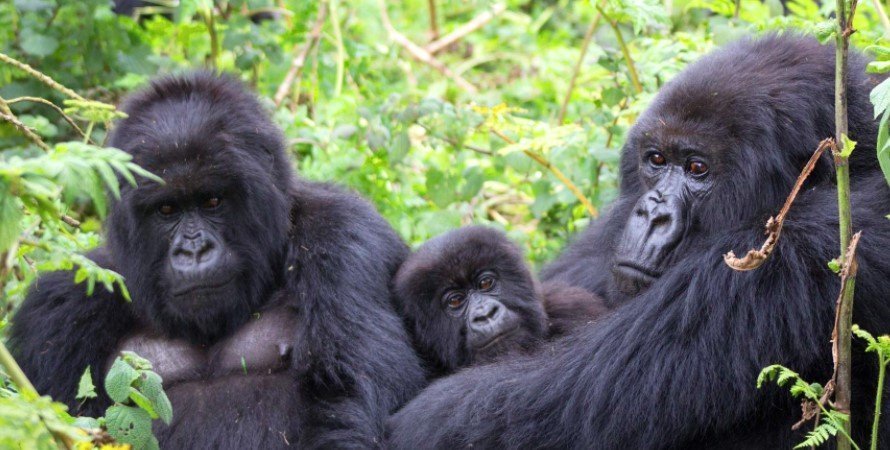 Pack Smart for Gorilla Trekking in Bwindi & Volcanoes National Park
