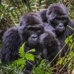 How Much Does It Cost To Trek The Golden Monkey In Rwanda