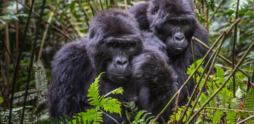 How Much Does It Cost To Trek The Golden Monkey In Rwanda